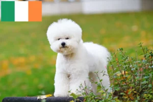 Lire la suite à propos de l’article Éleveurs de Bichon Frisé et chiots en Irlande