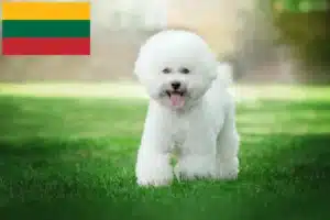 Lire la suite à propos de l’article Éleveurs de Bichon Frisé et chiots en Lituanie