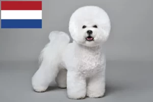 Lire la suite à propos de l’article Éleveurs de Bichon Frisé et chiots aux Pays-Bas