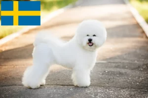 Lire la suite à propos de l’article Éleveurs de Bichon Frisé et chiots en Suède