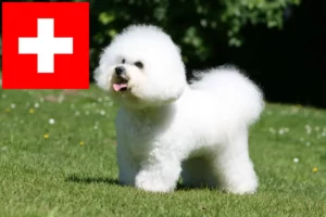 Lire la suite à propos de l’article Éleveurs de Bichon Frisé et chiots en Suisse