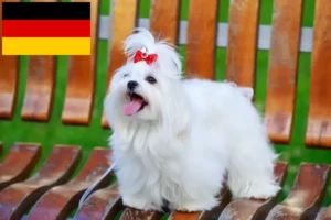 Lire la suite à propos de l’article Éleveurs de bichons maltais et chiots en Allemagne