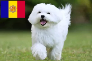 Lire la suite à propos de l’article Éleveurs de bichons maltais et chiots en Andorre