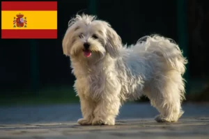 Lire la suite à propos de l’article Éleveurs de bichons maltais et chiots en Espagne