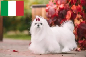 Lire la suite à propos de l’article Éleveurs de bichons maltais et chiots en Italie