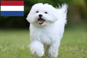 Lire la suite à propos de l’article Éleveurs de bichons maltais et chiots aux Pays-Bas