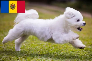 Lire la suite à propos de l’article Éleveurs de bichons maltais et chiots en République de Moldavie