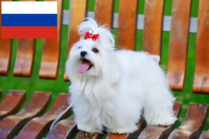 Lire la suite à propos de l’article Éleveurs de bichons maltais et chiots en Russie