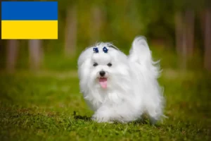 Lire la suite à propos de l’article Éleveurs de bichons maltais et chiots en Ukraine