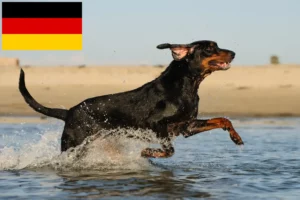 Lire la suite à propos de l’article Black and Tan Coonhound éleveurs et chiots en Allemagne