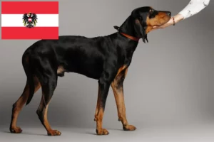 Lire la suite à propos de l’article Black and Tan Coonhound éleveurs et chiots en Autriche