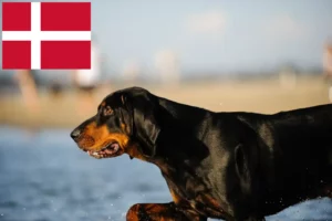 Lire la suite à propos de l’article Black and Tan Coonhound Éleveurs et chiots au Danemark