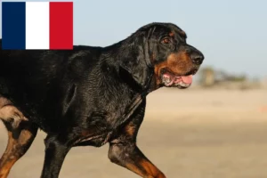 Lire la suite à propos de l’article Black and Tan Coonhound Éleveurs et chiots en France