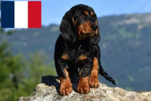 Lire la suite à propos de l’article Blaireau des Alpes éleveurs et chiots en France