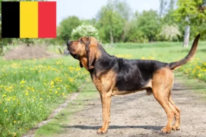 Lire la suite à propos de l’article Éleveurs de bloodhounds et chiots en Belgique