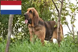 Lire la suite à propos de l’article Éleveurs de bloodhounds et chiots aux Pays-Bas