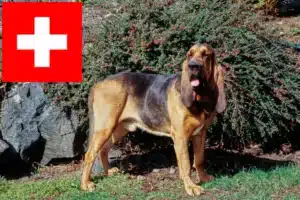 Lire la suite à propos de l’article Éleveurs de bloodhounds et chiots en Suisse