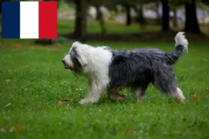 Lire la suite à propos de l’article Éleveurs de bobtails et chiots en France