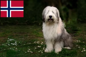 Lire la suite à propos de l’article Éleveurs de bobtails et chiots en Norvège