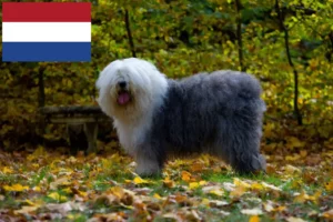 Lire la suite à propos de l’article Éleveurs de bobtails et chiots aux Pays-Bas