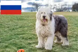 Lire la suite à propos de l’article Éleveurs de bobtails et chiots en Russie