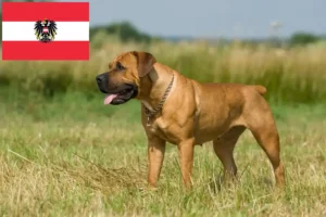 Lire la suite à propos de l’article Boerboel éleveurs et chiots en Autriche