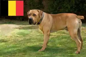 Lire la suite à propos de l’article Boerboel éleveurs et chiots en Belgique