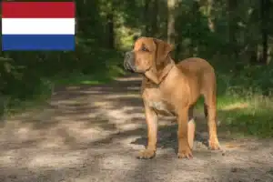 Lire la suite à propos de l’article Boerboel éleveurs et chiots aux Pays-Bas