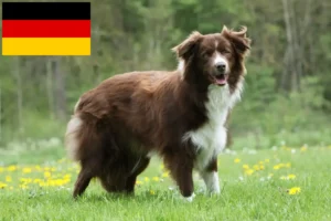 Lire la suite à propos de l’article Éleveurs de Border Collie et chiots en Allemagne