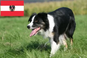 Lire la suite à propos de l’article Éleveurs de Border Collie et chiots en Autriche