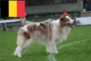 Lire la suite à propos de l’article Éleveurs de Border Collie et chiots en Belgique