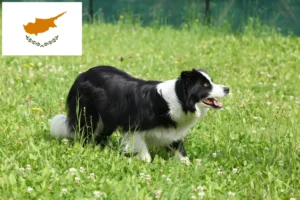 Lire la suite à propos de l’article Éleveurs de Border Collie et chiots à Chypre