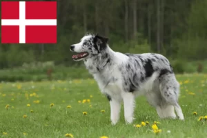 Lire la suite à propos de l’article Éleveurs de Border Collie et chiots au Danemark