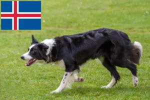 Lire la suite à propos de l’article Éleveurs de Border Collie et chiots en Islande