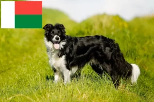 Lire la suite à propos de l’article Éleveurs de Border Collie et chiots à Madagascar