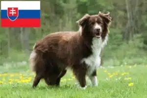 Lire la suite à propos de l’article Éleveurs de Border Collie et chiots en Slovaquie