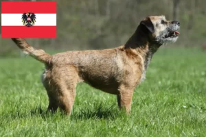 Lire la suite à propos de l’article Éleveurs de Border Terriers et chiots en Autriche