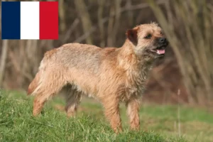 Lire la suite à propos de l’article Éleveurs de border terriers et chiots en France