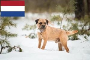 Lire la suite à propos de l’article Éleveurs de border terriers et chiots aux Pays-Bas