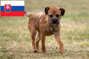 Lire la suite à propos de l’article Éleveurs de border terriers et chiots en Slovaquie