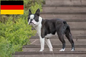 Lire la suite à propos de l’article Éleveurs de Boston Terrier et chiots en Allemagne