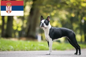 Lire la suite à propos de l’article Éleveurs de Boston Terrier et chiots en Serbie