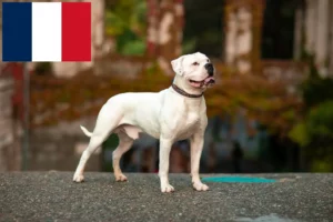 Lire la suite à propos de l’article Éleveurs de Bouledogues américains et chiots à la Réunion