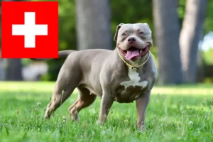 Lire la suite à propos de l’article Éleveurs de Bouledogues américains et chiots en Suisse