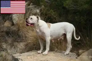 Lire la suite à propos de l’article Éleveurs de Bouledogues américains et chiots aux États-Unis