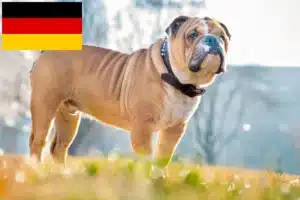 Lire la suite à propos de l’article Éleveurs de Bouledogues anglais et chiots en Allemagne