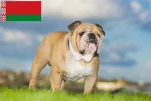 Lire la suite à propos de l’article Bouledogue anglais éleveurs et chiots en Biélorussie