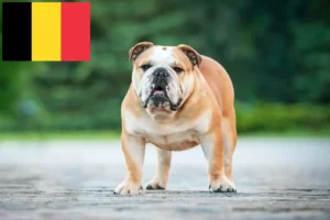 Lire la suite à propos de l’article Éleveurs de Bouledogues anglais et chiots en Belgique