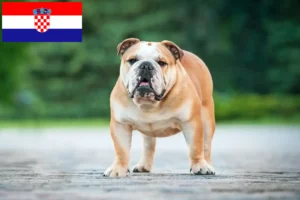 Lire la suite à propos de l’article Bouledogue anglais éleveurs et chiots en Croatie