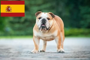 Lire la suite à propos de l’article Éleveurs de Bouledogues anglais et chiots en Espagne